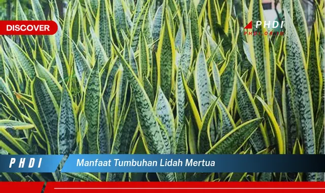 manfaat tumbuhan lidah mertua