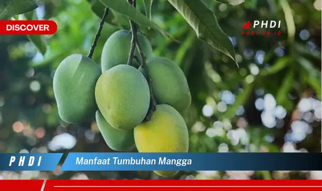 manfaat tumbuhan mangga