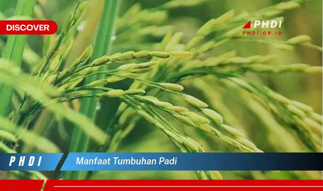 manfaat tumbuhan padi