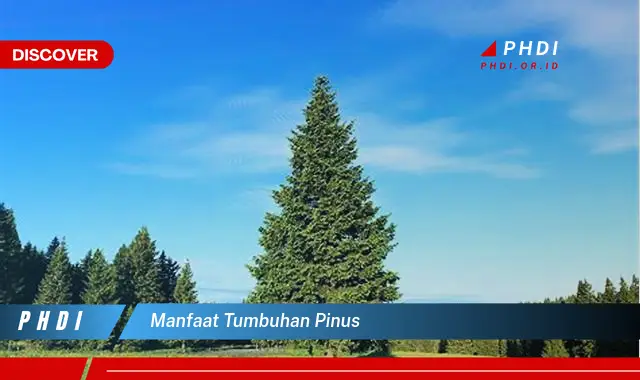 Temukan Manfaat Tumbuhan Pinus yang Jarang Diketahui