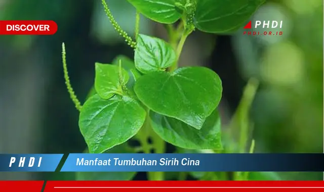 manfaat tumbuhan sirih cina