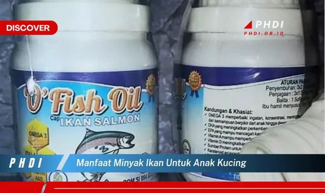 manfaat minyak ikan untuk anak kucing