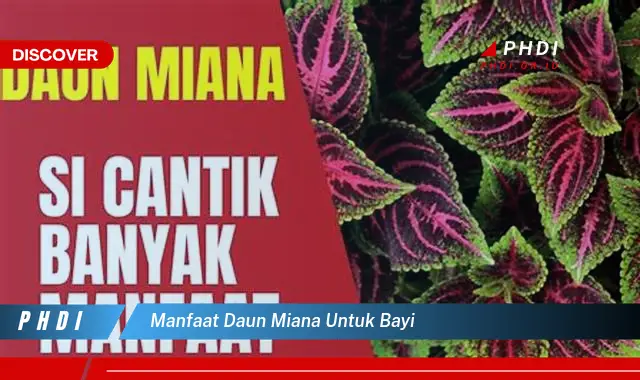 manfaat daun miana untuk bayi