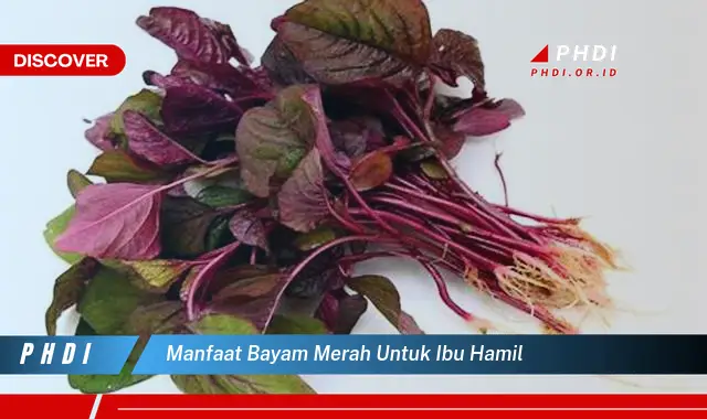 manfaat bayam merah untuk ibu hamil