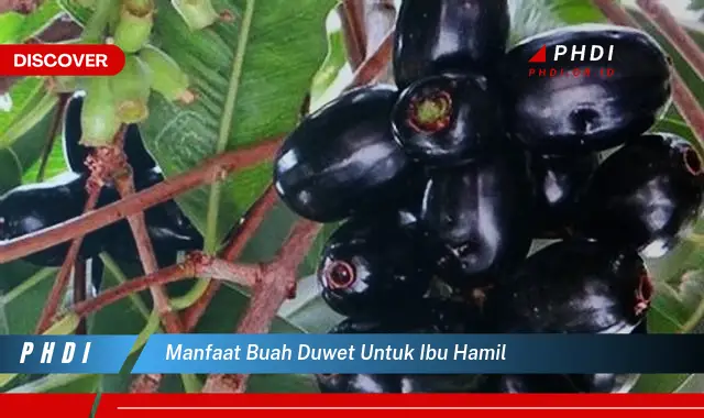 manfaat buah duwet untuk ibu hamil