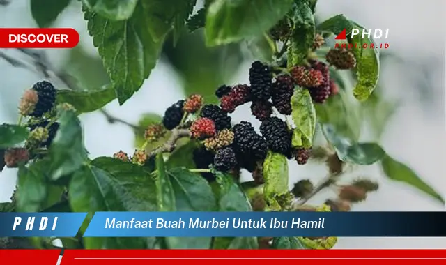 manfaat buah murbei untuk ibu hamil