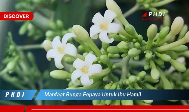 manfaat bunga pepaya untuk ibu hamil