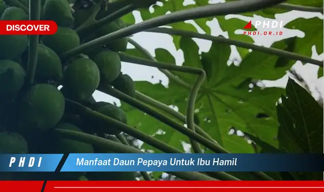 manfaat daun pepaya untuk ibu hamil