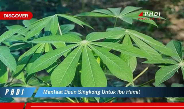 manfaat daun singkong untuk ibu hamil