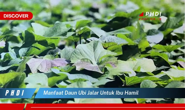 manfaat daun ubi jalar untuk ibu hamil