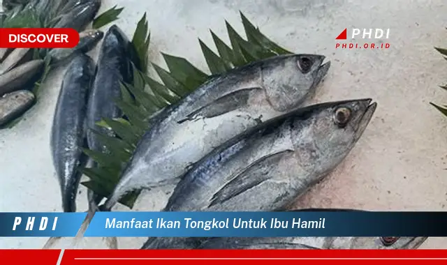 manfaat ikan tongkol untuk ibu hamil