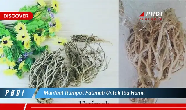 manfaat rumput fatimah untuk ibu hamil