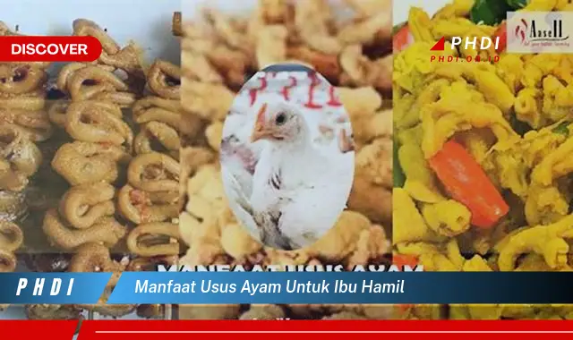 manfaat usus ayam untuk ibu hamil