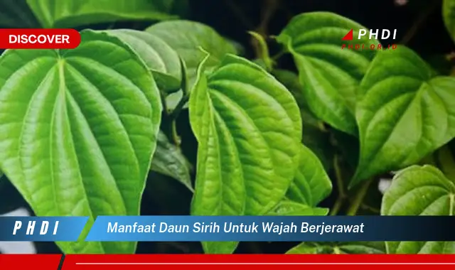 manfaat daun sirih untuk wajah berjerawat