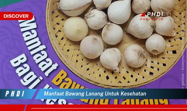 manfaat bawang lanang untuk kesehatan