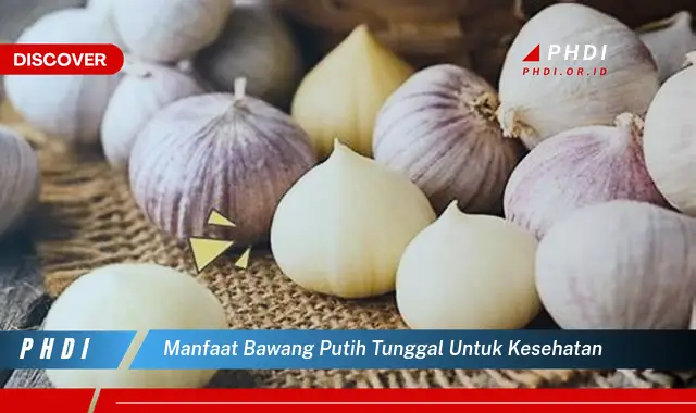 manfaat bawang putih tunggal untuk kesehatan