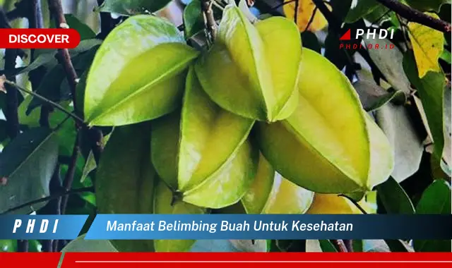 manfaat belimbing buah untuk kesehatan