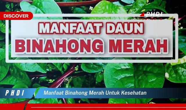 manfaat binahong merah untuk kesehatan