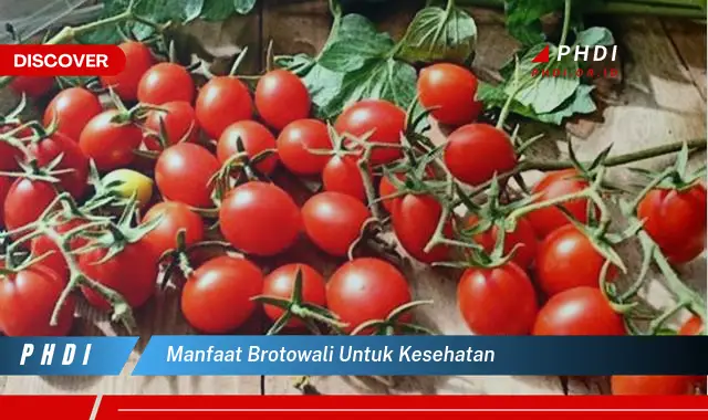 manfaat brotowali untuk kesehatan