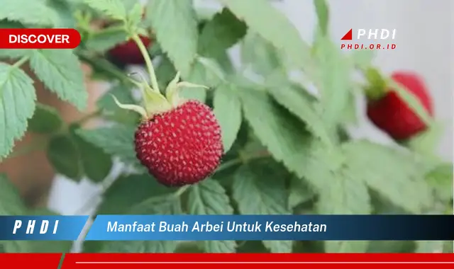 manfaat buah arbei untuk kesehatan