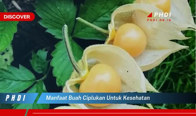 manfaat buah ciplukan untuk kesehatan