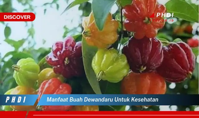 manfaat buah dewandaru untuk kesehatan