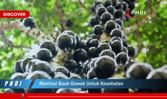 manfaat buah gowok untuk kesehatan