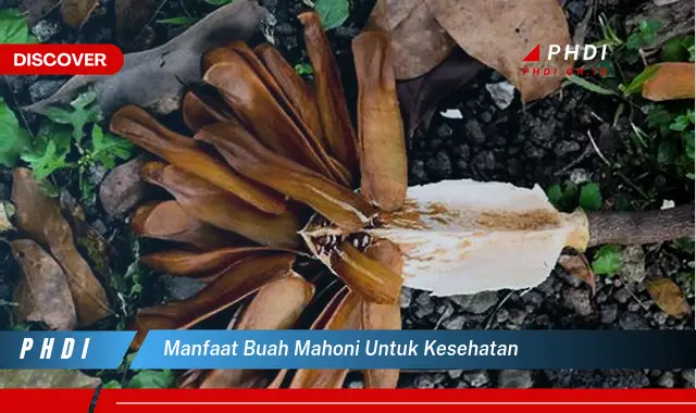 manfaat buah mahoni untuk kesehatan