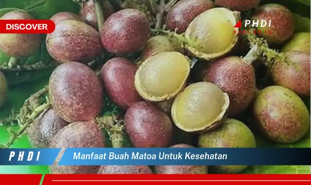 manfaat buah matoa untuk kesehatan