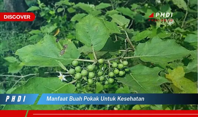 manfaat buah pokak untuk kesehatan