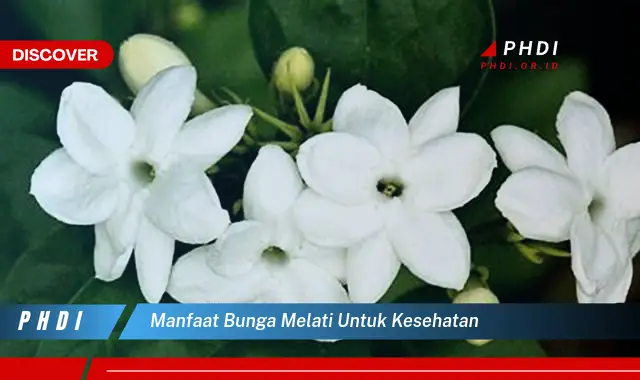 manfaat bunga melati untuk kesehatan