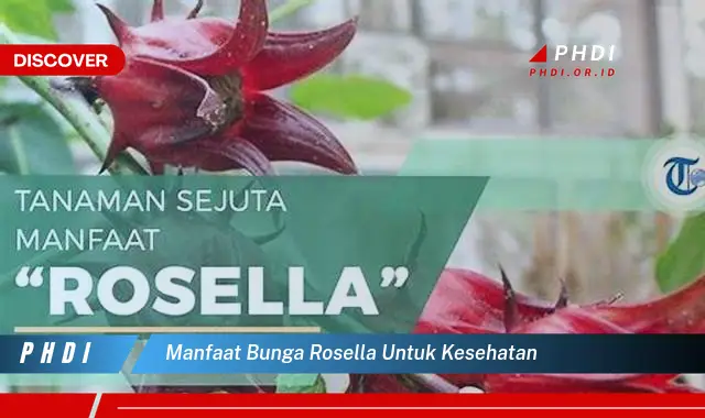 Temukan 7 Manfaat Bunga Rosella untuk Kesehatan yang Wajib kamu ketahui
