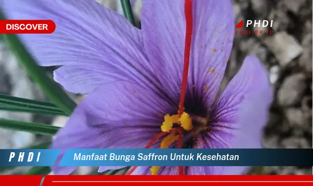 manfaat bunga saffron untuk kesehatan