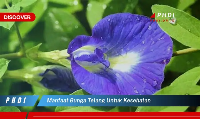 manfaat bunga telang untuk kesehatan