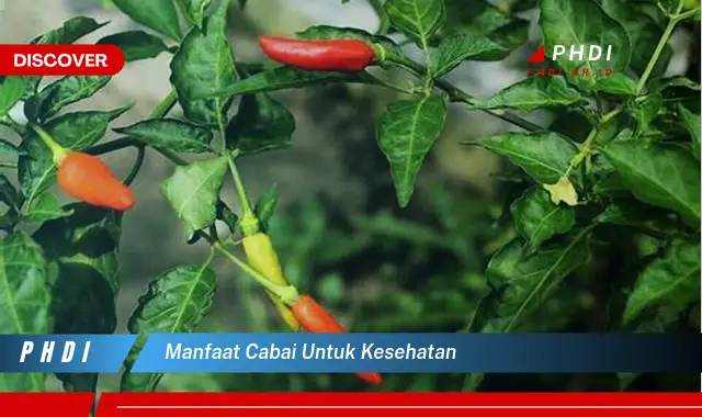 manfaat cabai untuk kesehatan