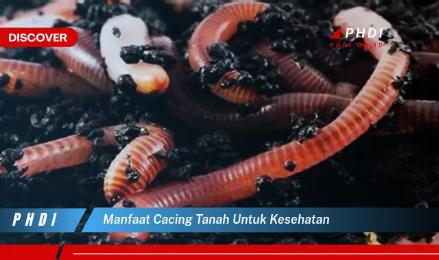 manfaat cacing tanah untuk kesehatan