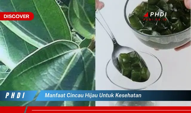 manfaat cincau hijau untuk kesehatan