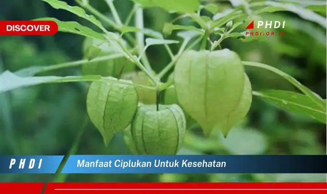 manfaat ciplukan untuk kesehatan