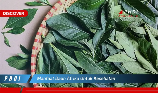 manfaat daun afrika untuk kesehatan