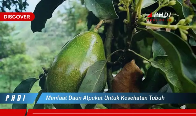 manfaat daun alpukat untuk kesehatan tubuh