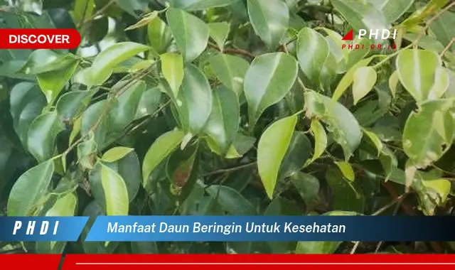 manfaat daun beringin untuk kesehatan