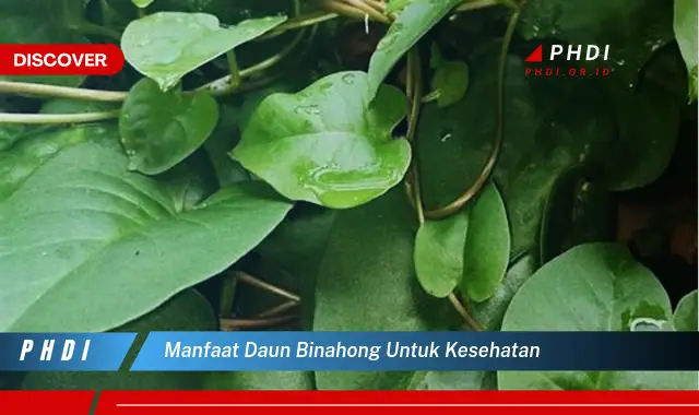 manfaat daun binahong untuk kesehatan