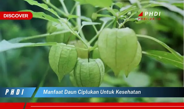 manfaat daun ciplukan untuk kesehatan