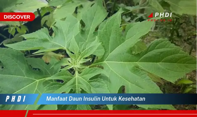 manfaat daun insulin untuk kesehatan