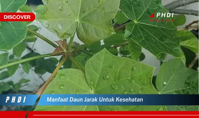 manfaat daun jarak untuk kesehatan