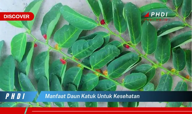 manfaat daun katuk untuk kesehatan