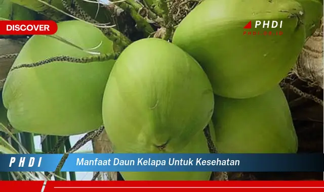 manfaat daun kelapa untuk kesehatan