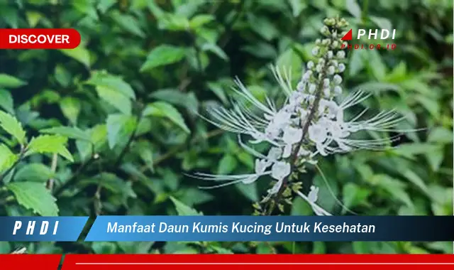 manfaat daun kumis kucing untuk kesehatan