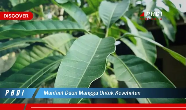 manfaat daun mangga untuk kesehatan