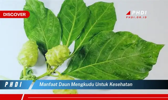 manfaat daun mengkudu untuk kesehatan